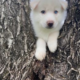 Siberian Husky Puppies from Joyful Willow Farm Huskies