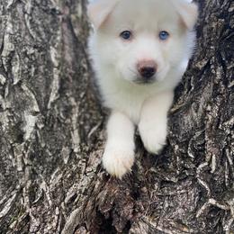 Siberian Husky Puppies from Joyful Willow Farm Huskies