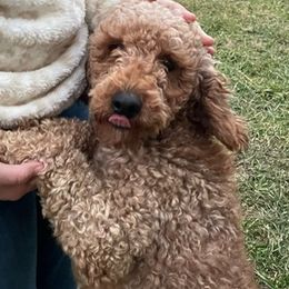 Goldendoodles from Native Ranch Puppies