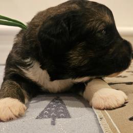 Green - Sable male Bernedoodle puppy in Shelby, North Carolina from Forever Grateful Doodles