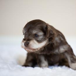 Miniature Schnauzer Puppies from Schnauzah