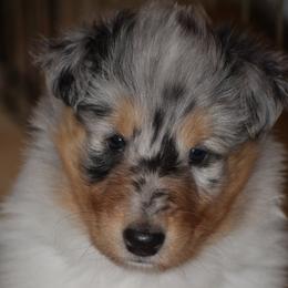 Heather - Blue merle white and tan female Collie puppy in Danville, Pennsylvania from Brookwood Collies, Smooth & Rough
