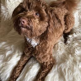 Kass - Bernedoodle