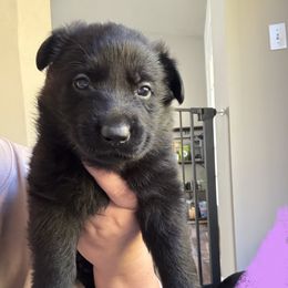 Alexandrite - Black female German Shepherd puppy in Salem, Virginia from Vom Kylohaus German Shepherds