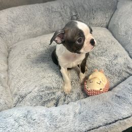 Girl 2 - Brindle and white female Boston Terrier puppy in Rosston, Arkansas from Green Acre Boston Terriers