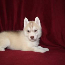 Siberian Husky Puppies from Tevana Siberians LLC
