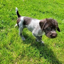 German Wirehaired Pointers from Solis Pointers