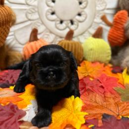 Adele - Black female Shih Tzu puppy in Sherman, Texas from Shannon’s Sugar Sweet Shih Tzu’s