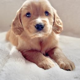 Companion Cross Puppies from Happy Tails Mini Goldens