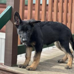 Jada  ( guardianship home only) - Black and tan female German Shepherd puppy in Winterport, Maine from Vom Stevens Old Fashioned German Shepherds