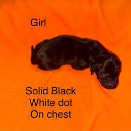 Girl 2 - Black female German Shorthaired Pointer puppy in Aitkin, Minnesota from Whispering’s GunDogs