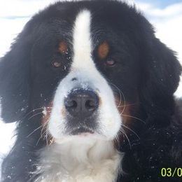 Bernese Mountain Dogs from Deb Tully's Bernese Mountain Dogs