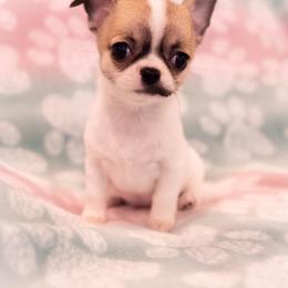 AKC Maggie - Sable spotted white female Chihuahua puppy in Troy, Missouri from Limelight Chihuahuas