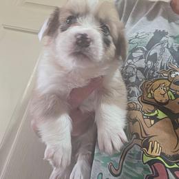 Girl 1 - Red merle and white female American Corgi puppy in Odessa, Missouri from LOYAL T K9's CORGIS