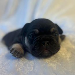 Reeses - Tricolors male French Bulldog puppy in Salisbury, Maryland from 77 Frenchies Maryland