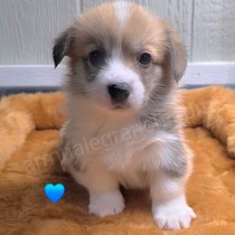 F5 - Fawn male Pembroke Welsh Corgi puppy in Jacksonville, Texas from ArmnalegRanch LLC