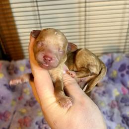 Apricot Boy - Apricot male Poodle puppy in Morehead, Kentucky from Paw Perfect Pets