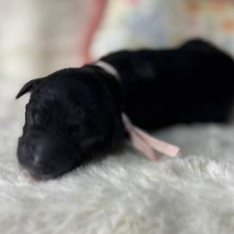 Light pink collar - Black female Goldendoodle puppy in Cleveland, Georgia from The O.G. Doodles