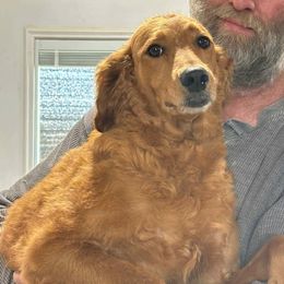 Frejia - Goldendoodle