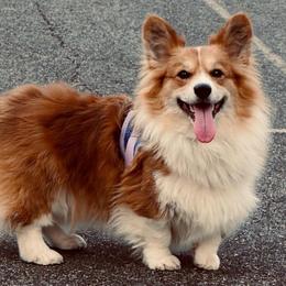 Maeve - Pembroke Welsh Corgi