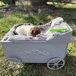Green - Liver and white male German Shorthaired Pointer puppy in Union Hall, Virginia from Rustic Creek Farms