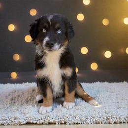 Cross Hege - Black tri-color male Australian Shepherd puppy in Statesville, North Carolina from Charming Australian Shepherds