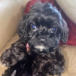 Huckleberry - Black male Cavapoo puppy in El Sobrante, California from Mckendra's Legacy