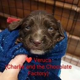Veruca - Chocolate and tan female Dachshund puppy in Bates City, Missouri from Gray Wall Dachshunds
