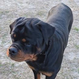 Grim - Black and mahogany male Rottweiler puppy in Lake City, Florida from Haus Der Wut Kennels