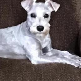 Miniature Schnauzers from Canyon Rose Schnauzers