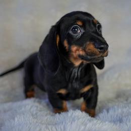 Raider - Black and tan male Dachshund puppy in Temecula, California from Naomi Magee's Dachshund Kennel