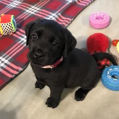 Labrador Retriever Puppies from Stone Haven Labradors