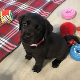 Labrador Retriever Puppies from Stone Haven Labradors