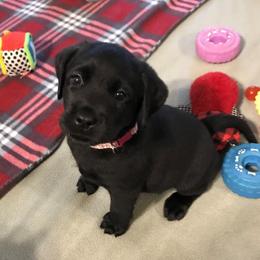 Labrador Retriever Puppies from Stone Haven Labradors