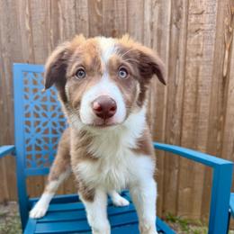 Teddy - White and red male Border Collie puppy in Mckinney, Texas from Border Collies of Ruidoso
