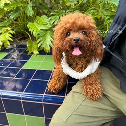 Michelle - Poodle