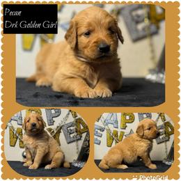 Pecan - Dark golden female Golden Retriever puppy in Touchet, Washington from Northwest Rainbow Aussies and Golden Retrievers
