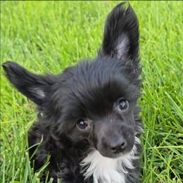 Inga Long Star Angel - Black and white female Chinese Crested puppy in Amarillo, Texas from Victoria's Chinese Cresteds Long Star Angels