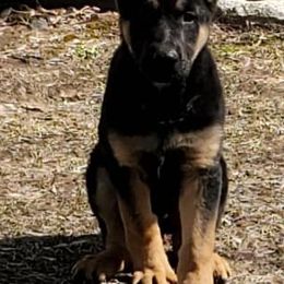 Belgian Malinois and German Shepherds from Ogichidaawi Von Schaeferhaus