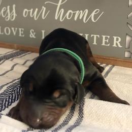 Hunter Green - Black and rust male Doberman Pinscher puppy in Fort Worth, Texas from Arkwatch Dobermans