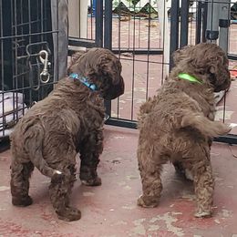 Lagotto Romagnolo Puppies from Flying Curls Lagotto Romagnolo