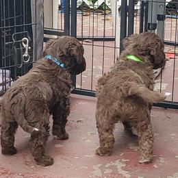 Lagotto Romagnolo Puppies from Flying Curls Lagotto Romagnolo
