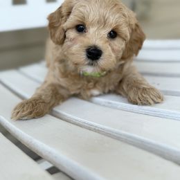 Boy 1 - Apricot male Maltipoo puppy in Marshallville, Ohio from Grassy Meadow Pups