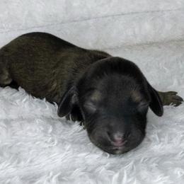 Slate - Cream male Dachshund puppy in Lakeland, Florida from Buckwild Doxies