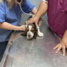 Basset Hound Puppies from 5th Day Farm