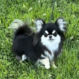 Alibi - Chihuahua