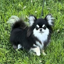 Alibi - Chihuahua