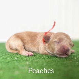 Peaches - Apricot female Maltipoo puppy in Springtown, Texas from North Texas Puppies