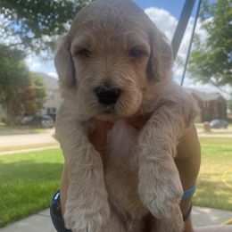 Goldendoodle puppies from Golden GoldenDoodles
