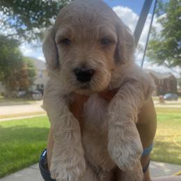Goldendoodle puppies from Golden GoldenDoodles